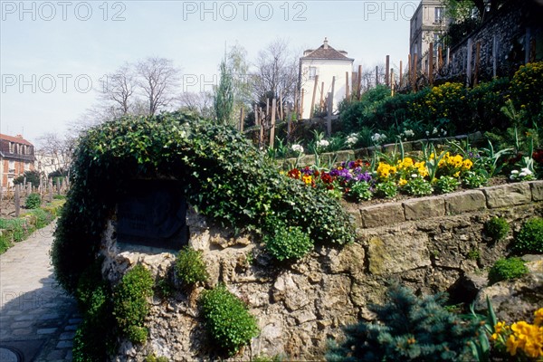 France, Ile de France, Paris 18e arrondissement, rue Saint-Vincent, vignes de Montmartre, raisin, vignoble,