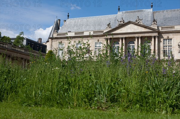 France, Région Ile de France, Paris 3e arrondissement, le Marais, jardin de l'Hôtel de Soubise, pelouse partiellement fauchée,