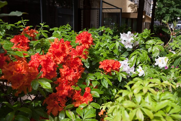 France, Région Ile de France, Paris 4e arrondissement, le Marais, Rue du Trésor, fleurs et terrasses,