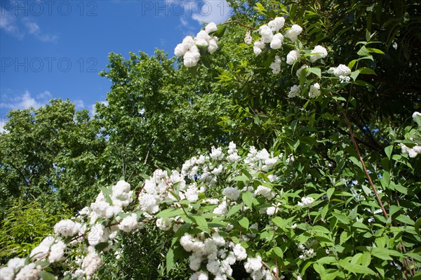 France, Région Ile de France, Paris 6e arrondissement, Jardin du Luxembourg,