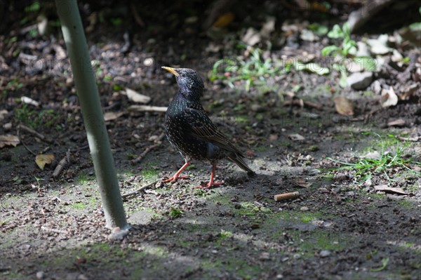 France, Région Ile de France, Paris 6e arrondissement, Jardin du Luxembourg, petit oiseau,