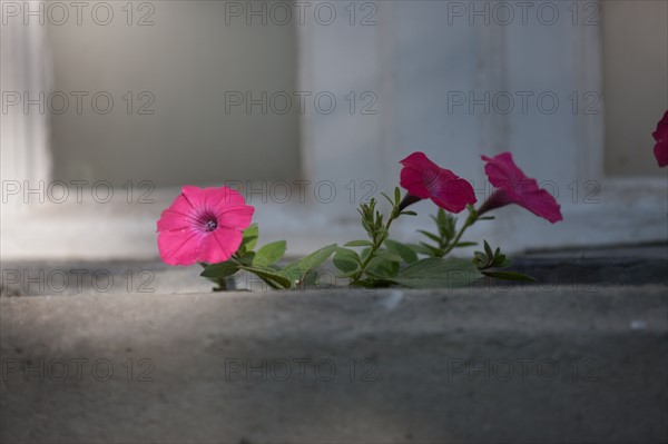 France, Région Ile de France, Paris 6e arrondissement, Jardin du Luxembourg, fleurs de pétunia sur un bord de fenêtre,