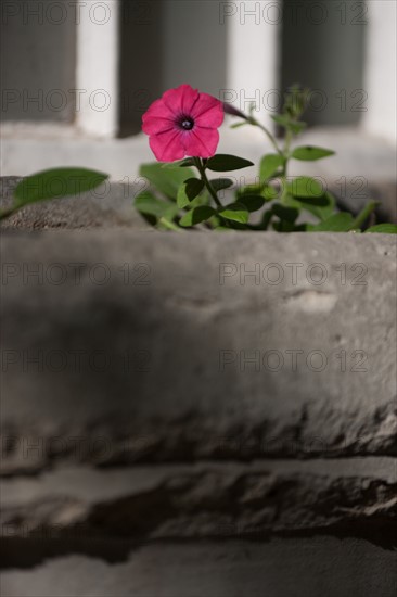 France, Région Ile de France, Paris 6e arrondissement, Jardin du Luxembourg, fleurs de pétunia sur un bord de fenêtre,