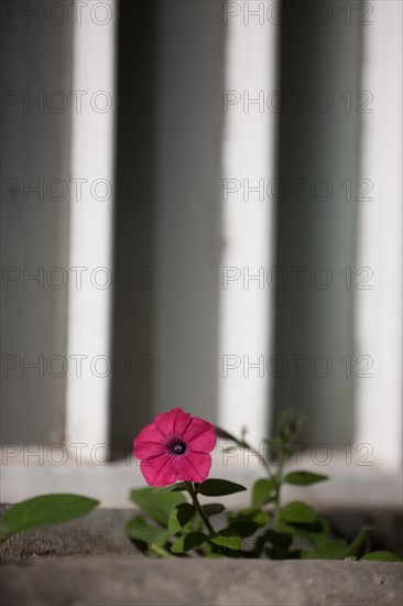 France, Région Ile de France, Paris 6e arrondissement, Jardin du Luxembourg, fleurs de pétunia sur un bord de fenêtre,