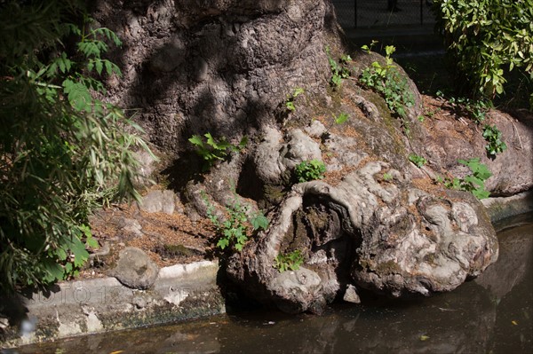 France, Région Ile de France, Paris 8e arrondissement, Parc Monceau, excroissance d'un tronc d'arbre, loupe,