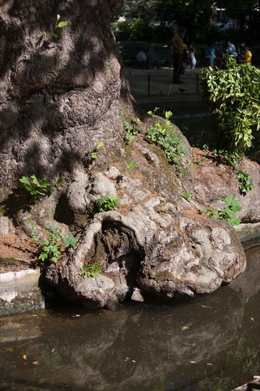 France, Région Ile de France, Paris 8e arrondissement, Parc Monceau, excroissance d'un tronc d'arbre, loupe,