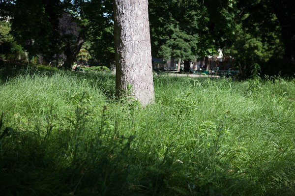 France, Région Ile de France, Paris 8e arrondissement, Parc Monceau, herbe folle au pied d'un arbre,
