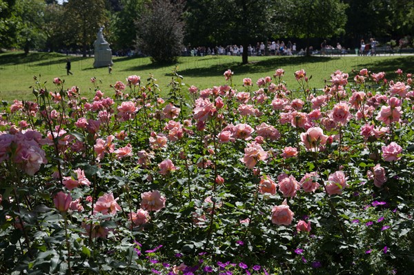 France, Région Ile de France, Paris 8e arrondissement, Parc Monceau, massif de rosiers,