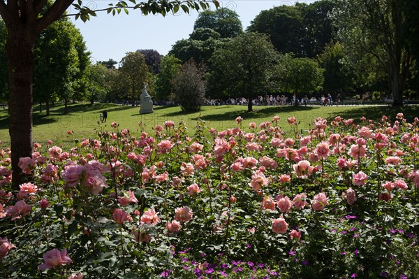 France, Région Ile de France, Paris 8e arrondissement, Parc Monceau, massif de rosiers,