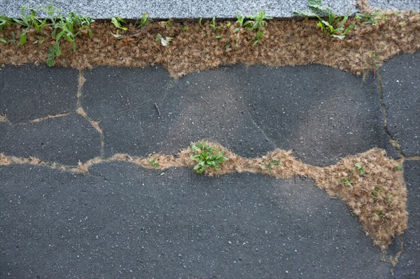 France, Région Ile de France, Paris 12e arrondissement, Quai de Bercy, trottoir près du Parc de Bercy, pollen dans les fissures du trottoir,