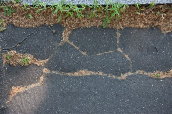 France, Région Ile de France, Paris 12e arrondissement, Quai de Bercy, trottoir près du Parc de Bercy, pollen dans les fissures du trottoir,