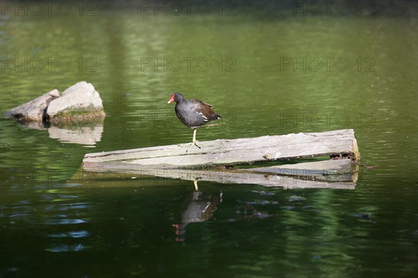 France, Région Ile de France, Paris 12e arrondissement, Parc de Bercy, étang, réserve d'oiseaux,