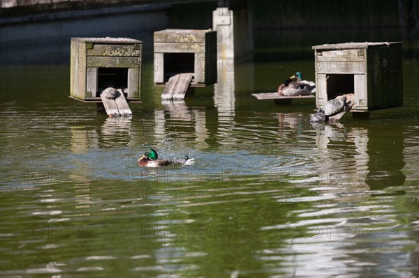 France, Région Ile de France, Paris 12e arrondissement, Parc de Bercy, étang avec canards et tortues,