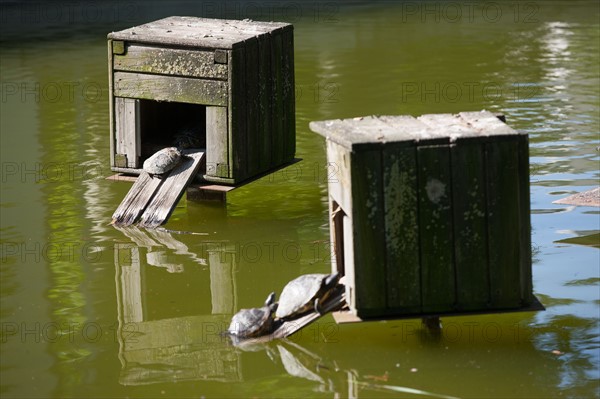 France, Région Ile de France, Paris 12e arrondissement, Parc de Bercy, étang avec canards et tortues,