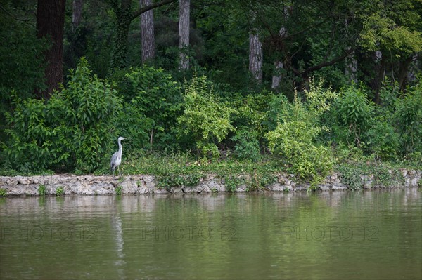 France, Région Ile de France, Paris 16e arrondissement, Bois de Boulogne, étang du Réservoir