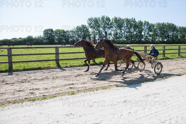 France, Région Basse Normandie, Manche, Haras de Bellevent, écurie Pierre Levesque, entraînement de trotteurs, Camille Levesque, piste,