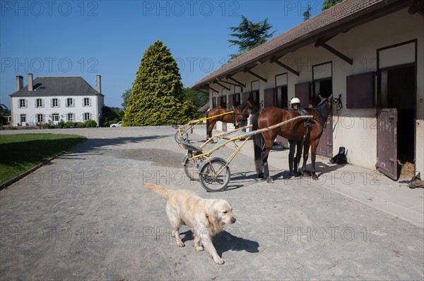 France, Région Basse Normandie, Manche, Haras de Bellevent, écurie Pierre Levesque, entraînement de trotteurs, Camille Levesque, piste,