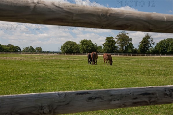 France, Région Basse Normandie, Manche, Haras de Bellevent, écurie Pierre Levesque, entraînement de trotteurs, Camille Levesque, piste,