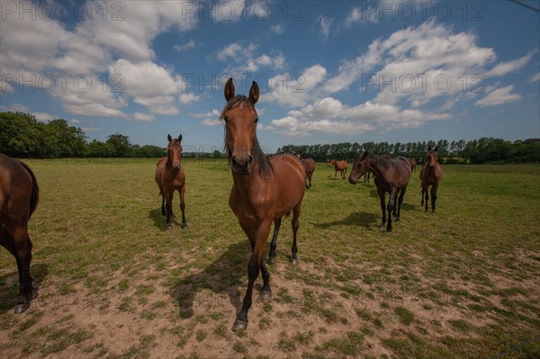 France, Région Basse Normandie, Manche, Haras de Bellevent, écurie Pierre Levesque, entraînement de trotteurs, Camille Levesque, piste,