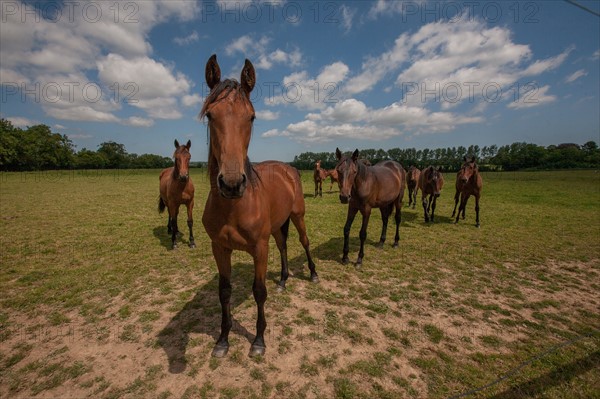 France, Région Basse Normandie, Manche, Haras de Bellevent, écurie Pierre Levesque, entraînement de trotteurs, Camille Levesque, piste,