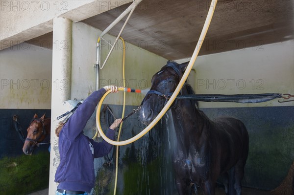 Manche,  Haras de Bellevent