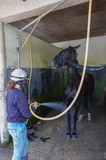 France, Région Basse Normandie, Manche, Haras de Bellevent, écurie Pierre Levesque, entraînement de trotteurs, Camille Levesque, piste,