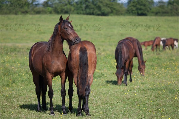 France, Région Basse Normandie, Manche, Haras de Bellevent, écurie Pierre Levesque, entraînement de trotteurs, Camille Levesque, piste,