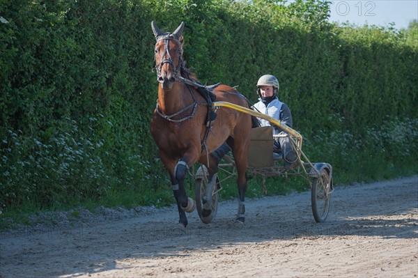 France, Région Basse Normandie, Manche, Haras de Bellevent, écurie Pierre Levesque, entraînement de trotteurs, Camille Levesque, piste,