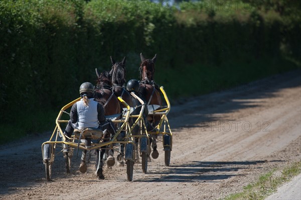 Manche,  Haras de Bellevent