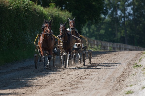 France, Région Basse Normandie, Manche, Haras de Bellevent, écurie Pierre Levesque, entraînement de trotteurs, Camille Levesque, piste,