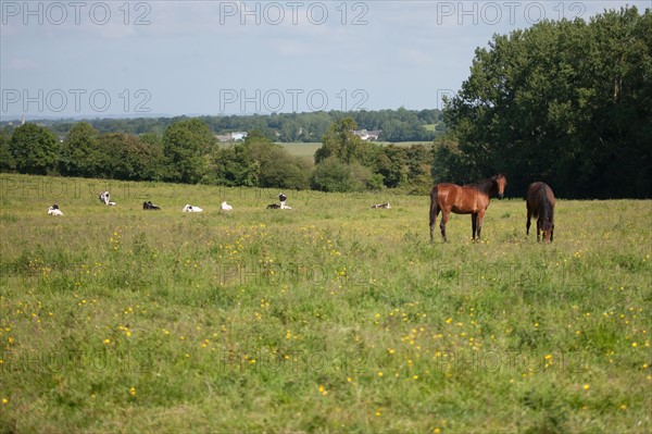 France, Région Basse Normandie, Manche, Haras de Bellevent, écurie Pierre Levesque, entraînement de trotteurs, Camille Levesque, piste,