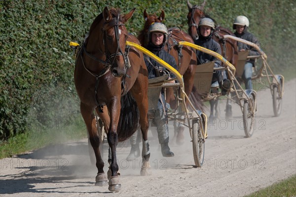 France, Région Basse Normandie, Manche, Haras de Bellevent, écurie Pierre Levesque, entraînement de trotteurs, Camille Levesque, piste,