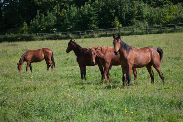 France, Région Basse Normandie, Manche, Haras de Bellevent, écurie Pierre Levesque, entraînement de trotteurs, Camille Levesque, piste,