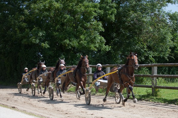 France, Région Basse Normandie, Manche, Haras de Bellevent, écurie Pierre Levesque, entraînement de trotteurs, Camille Levesque, piste,