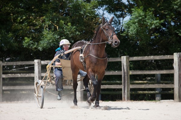 France, Région Basse Normandie, Manche, Haras de Bellevent, écurie Pierre Levesque, entraînement de trotteurs, Camille Levesque, piste,