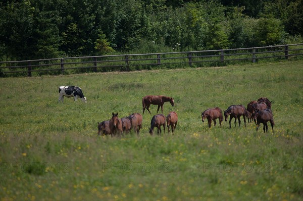 France, Région Basse Normandie, Manche, Haras de Bellevent, écurie Pierre Levesque, entraînement de trotteurs, Camille Levesque, piste,