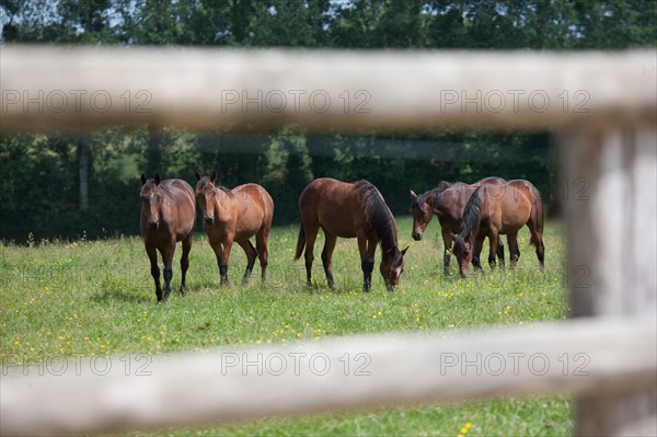 France, Région Basse Normandie, Manche, Haras de Bellevent, écurie Pierre Levesque, entraînement de trotteurs, Camille Levesque, piste,