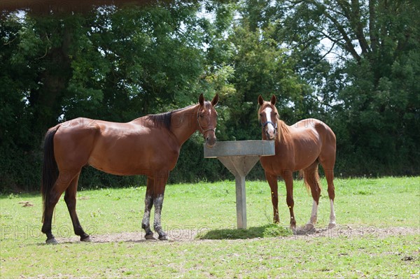 France, Région Basse Normandie, Manche, Haras de Bellevent, écurie Pierre Levesque, entraînement de trotteurs, Camille Levesque, piste,