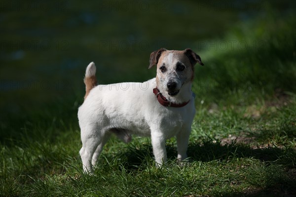 France, Région Ile de France, Paris 16e arrondissement, Bois de Boulogne, chien