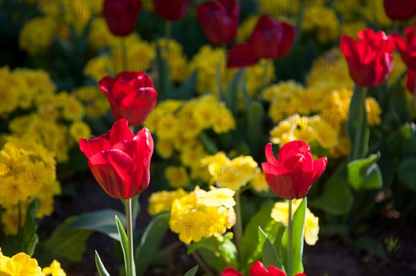 France, Région Ile de France, Paris 16e arrondissement, Bois de Boulogne, jardin du Pré Catelan, fleurs, tulipes