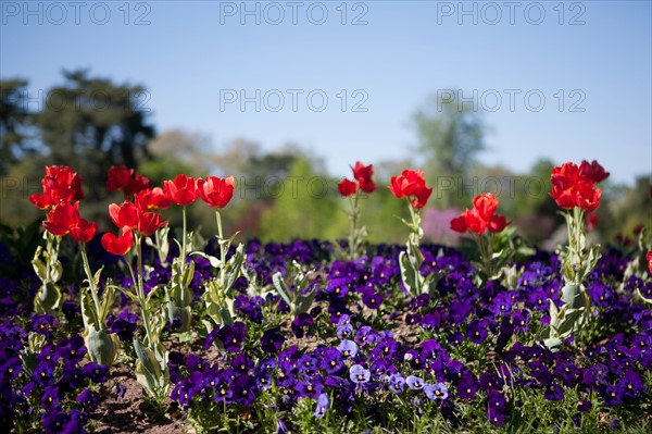 France, Région Ile de France, Paris 16e arrondissement, Bois de Boulogne, jardin du Pré Catelan, fleurs, tulipes