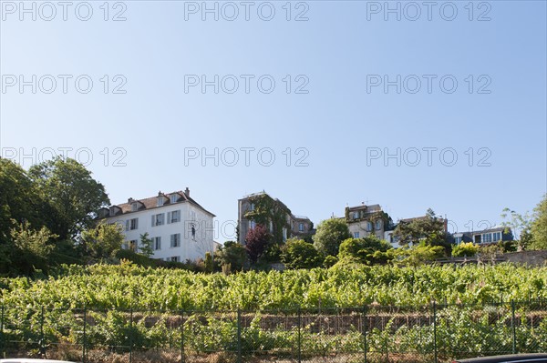 France, Région Ile de France, Paris 18e arrondissement, Montmartre, Rue Saint Vincent, vignes du clos Montmartre,