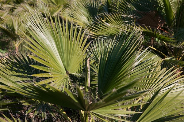 Afrique du nord, Maroc, Marrakech, Zaraba, Villa Hana, maison d'hôtes,