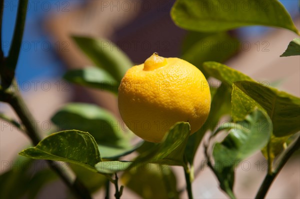 Marrakech,  Zaraba