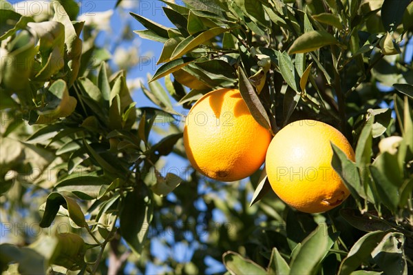 Marrakech,  Zaraba