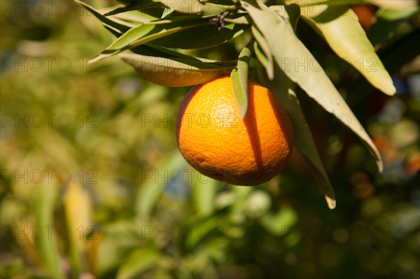 Marrakech,  Zaraba