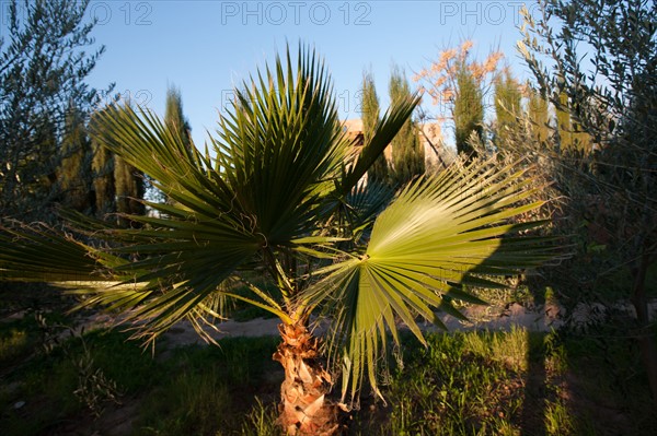 Afrique du nord, Maroc, Marrakech, Zaraba, Villa Hana, maison d'hôtes,