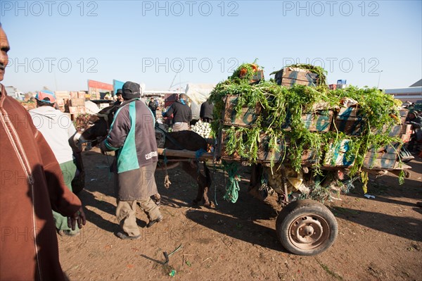 Afrique du nord, Maroc, Marrakech, souk, marché de gros, alimentaire,