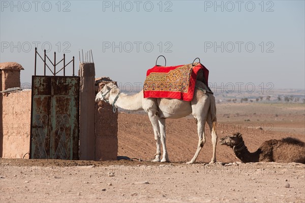 Afrique du nord, Maroc, Marrakech, pied du Haut Atlas, route d'Amizmiz, en direction de Sidi Brahim,