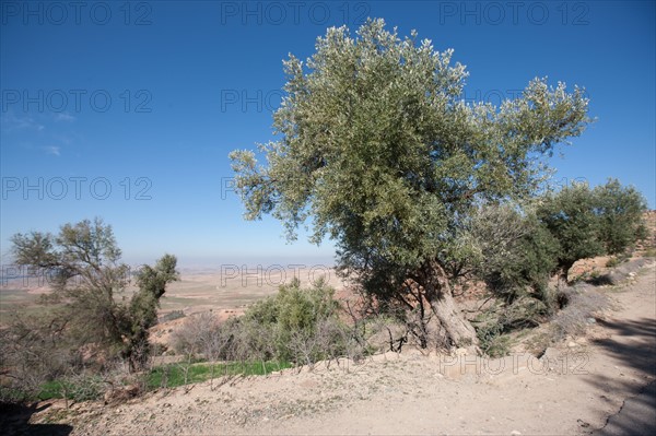 Afrique du nord, Maroc, Marrakech, pied du Haut Atlas, route d'Amizmiz, en direction de Sidi Brahim,